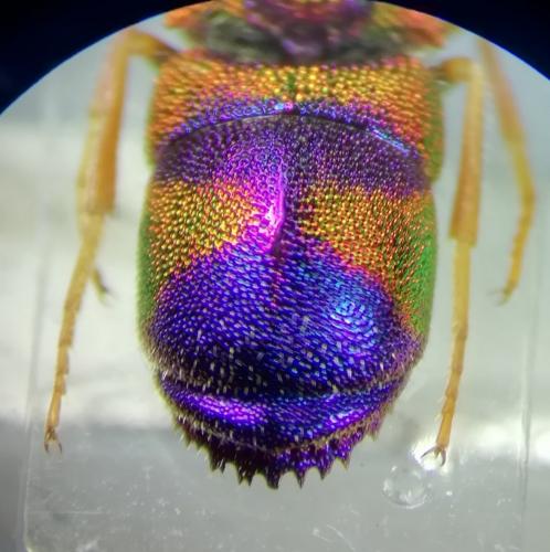 Réf. 263 683 : Euchroeus purpuratus